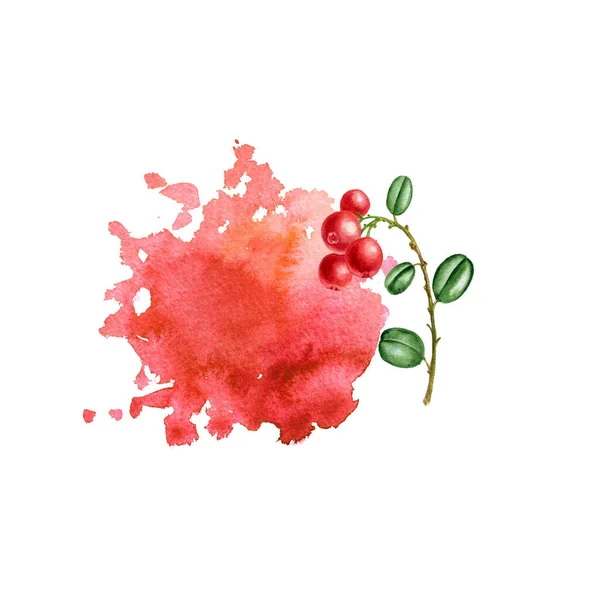 Watercolor berries of lingonberry — Stock Photo, Image