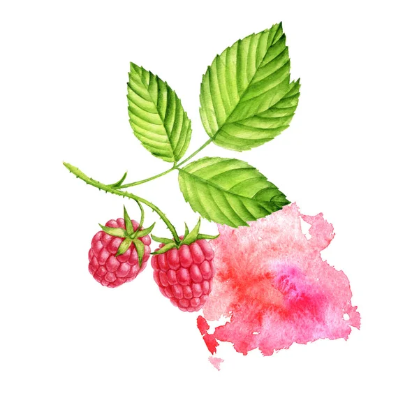 Watercolor berries of raspberry — Stock Photo, Image