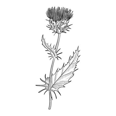 vector drawing milk thistle clipart