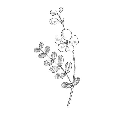 vektör avaram senna çiziyor