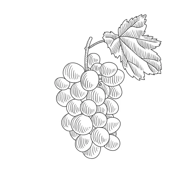 Vector drawing grape — Stock Vector