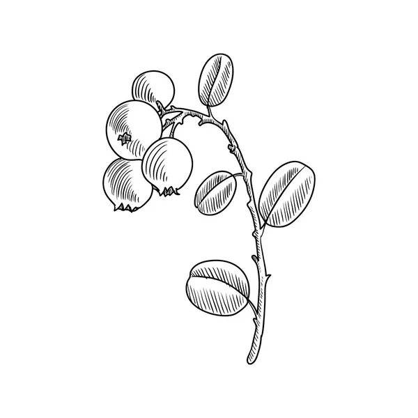 Vector tekening lingonberry — Stockvector