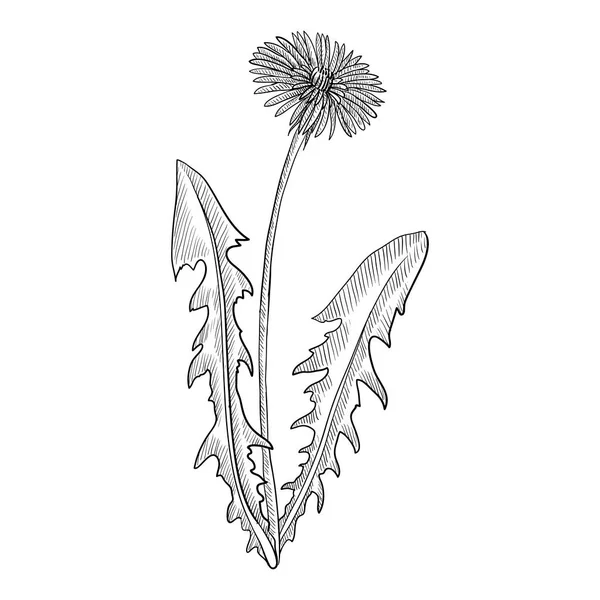 Vectortekening paardebloem — Stockvector