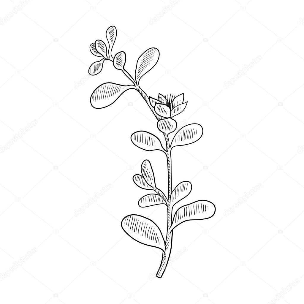 vector drawing shoreline purslane