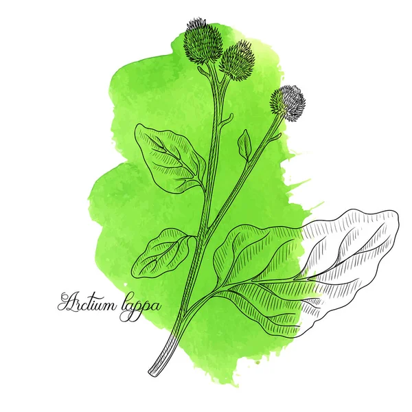 Нарисовать репейник карандашом поэтапно ребенку