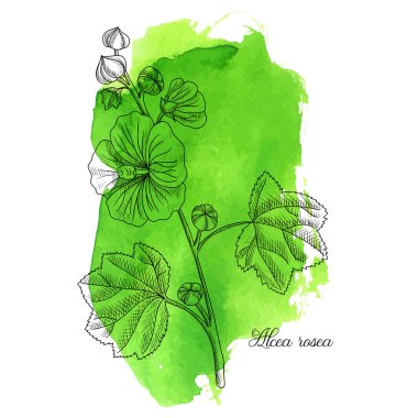 vector drawing hollyhock plant clipart