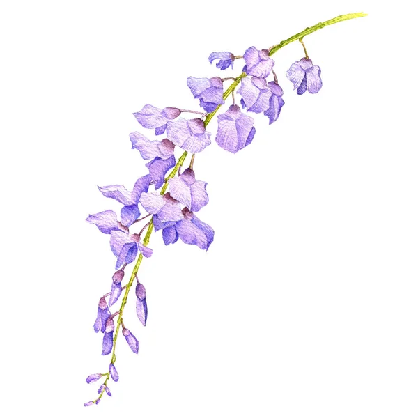 watercolor drawing flower of wisteria