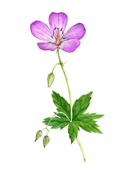 Akvarell ritning äng geranium blommor — Stockfoto