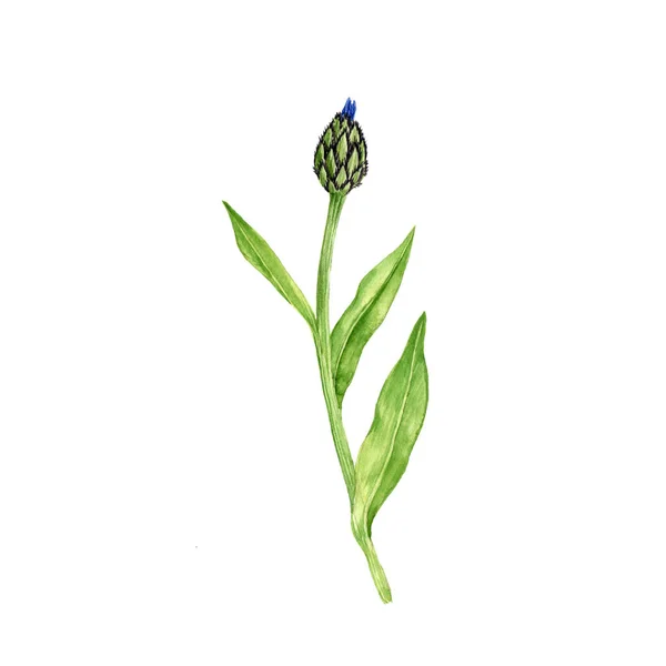 Watercolor drawing cornflower — Stock Photo, Image