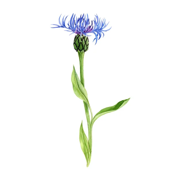 Aquarela desenho cornflower — Fotografia de Stock