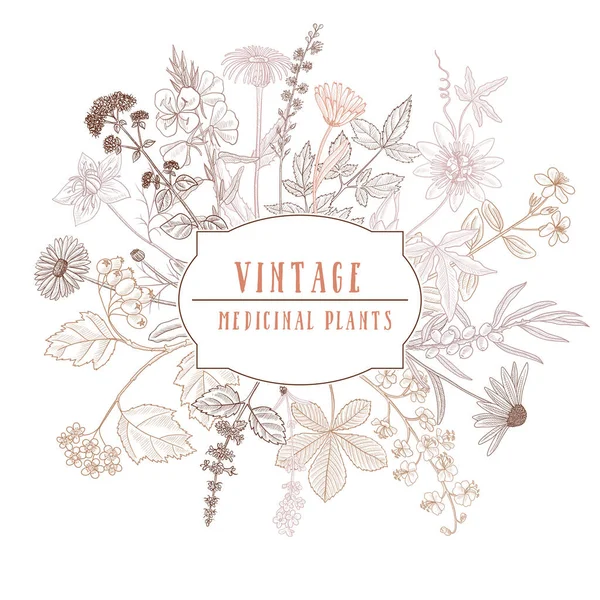 Vektor Zeichnung florale Vintage Vorlage — Stockvektor