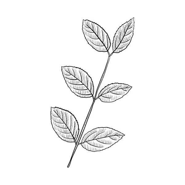 Khat Vector Art Stock Images | Depositphotos