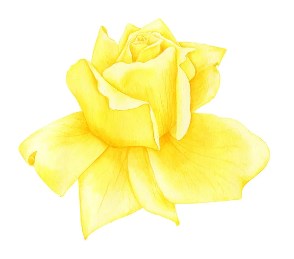 Aquarelle dessin fleur de rose jaune — Photo