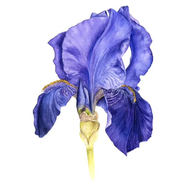 Watercolor drawing flower of blue iris — Stock Photo, Image