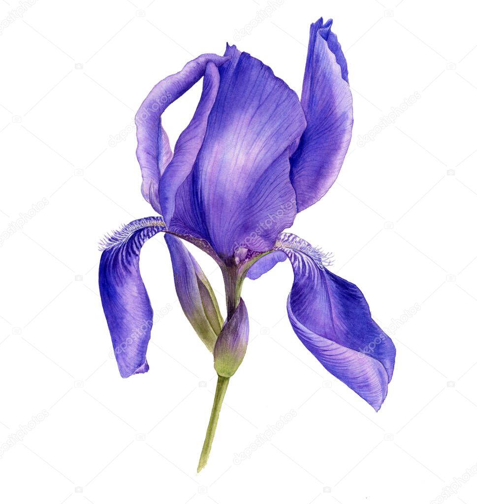 watercolor drawing flower of blue iris
