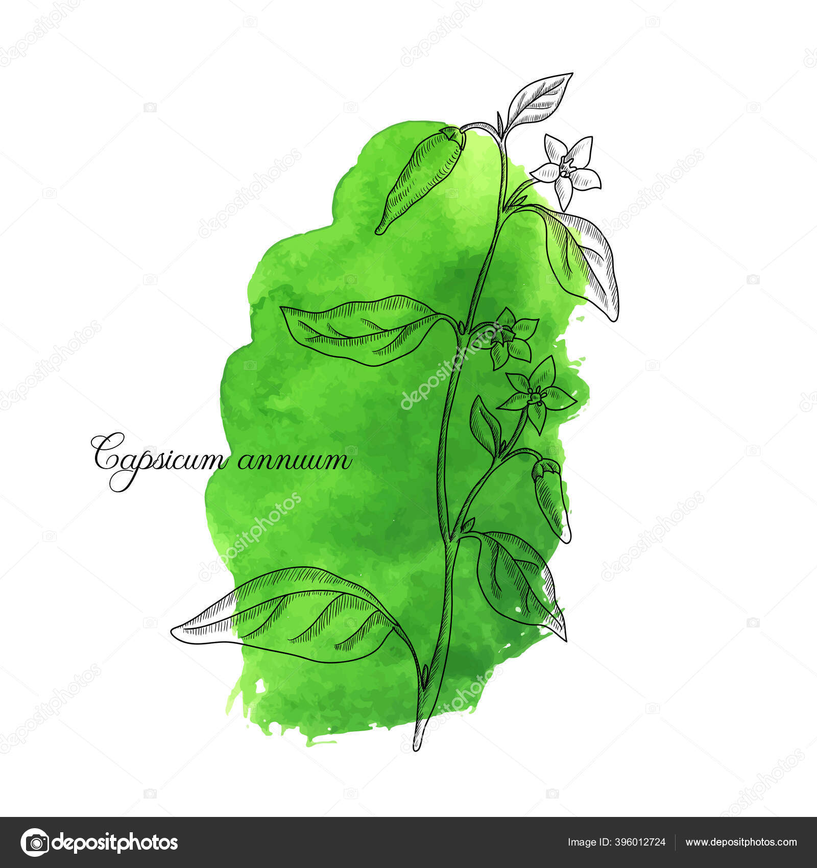 Vector drawing cayenne pepper plant Stock Vector Image by ©cat_arch