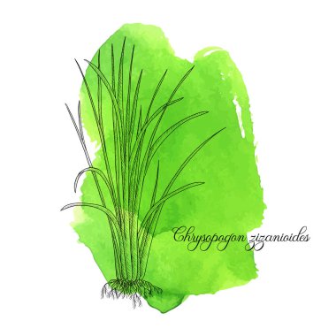 vector drawing vetiver plant clipart