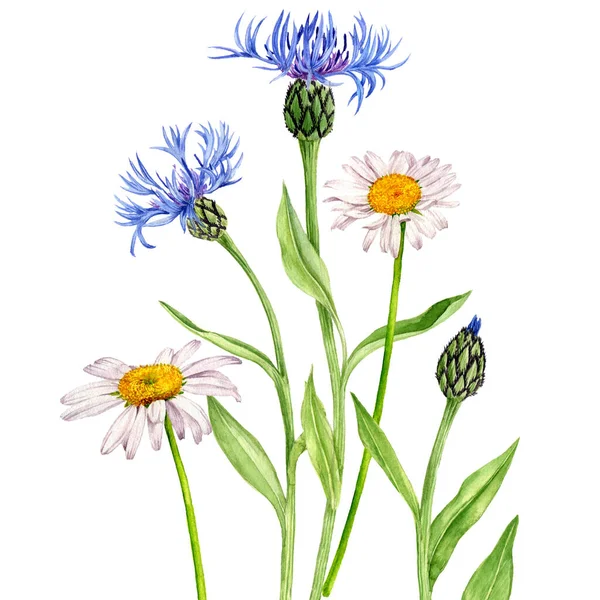 Akvarel kresba květiny — Stock fotografie