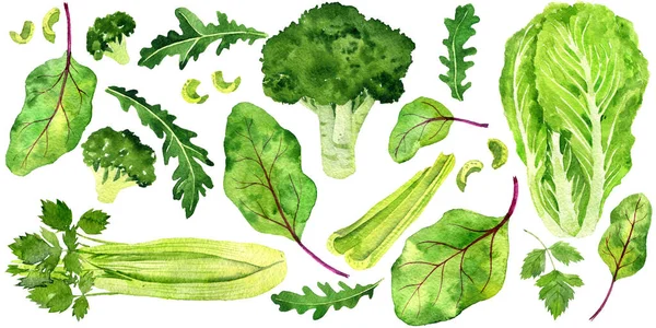 Watercolor drawing green vegan set — Stock Photo, Image