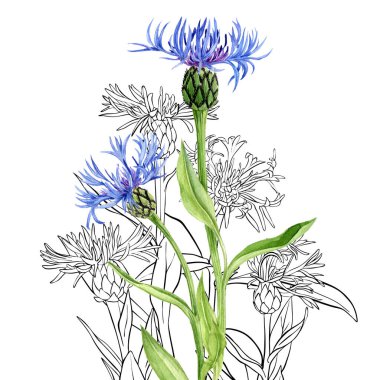 watercolor drawing blue cornflowers clipart