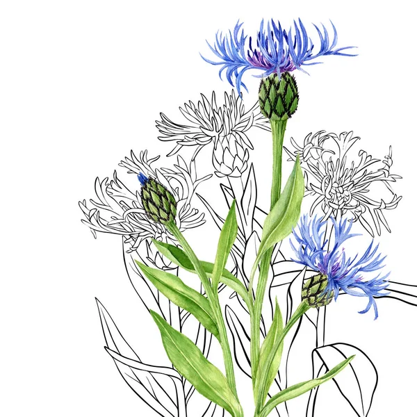 Aquarell Zeichnung blaue Kornblumen — Stockfoto