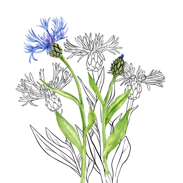 Aquarela desenho azul cornflowers — Fotografia de Stock