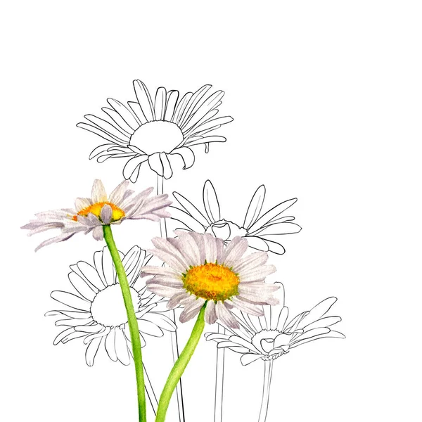 水彩画野生の花を描く — ストック写真