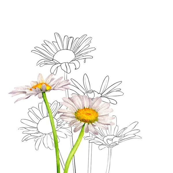 Aquarel tekening wilde bloemen — Stockfoto