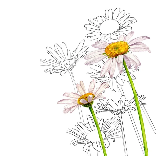 Aquarel tekening wilde bloemen — Stockfoto