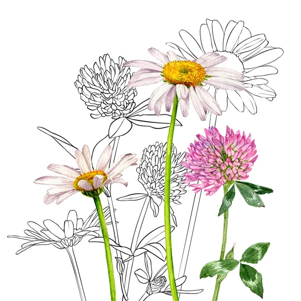 Aquarel tekening wilde bloemen — Stockfoto