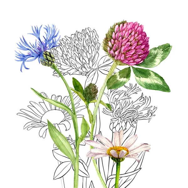 Aquarell Zeichnung wilder Blumen — Stockfoto