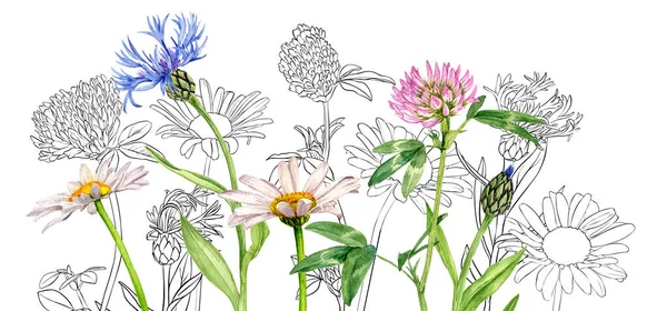 Suluboya yabani çiçekler çiziyor — Stok fotoğraf