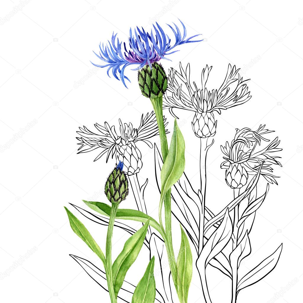 watercolor drawing blue cornflowers