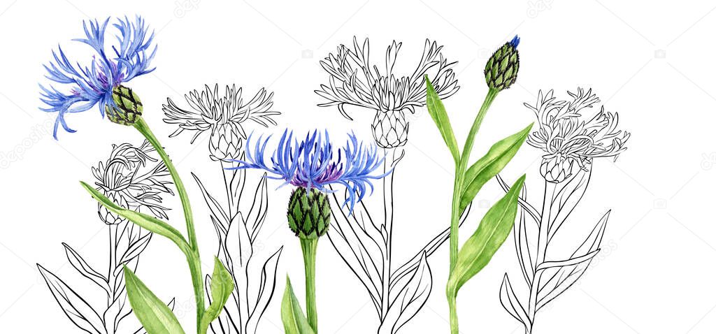 watercolor drawing blue cornflowers