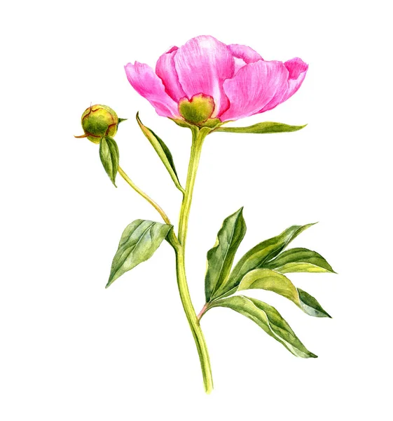 Acquerello disegno rosa fiore di peonia — Foto Stock