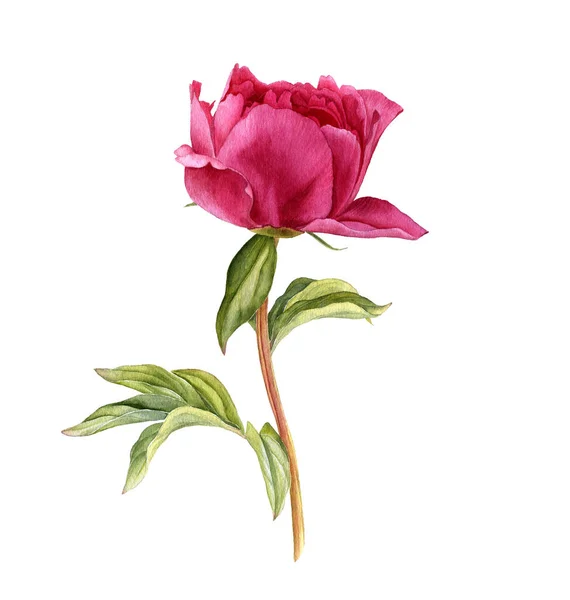 분홍빛 연꽃을 그리는 물색 — 스톡 사진