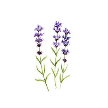 suluboya lavanta çizimi