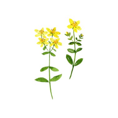 suluboya Aziz Johns otu çizimi