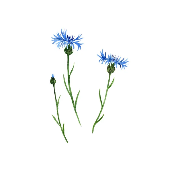 Aquarela desenho cornflower flores — Fotografia de Stock
