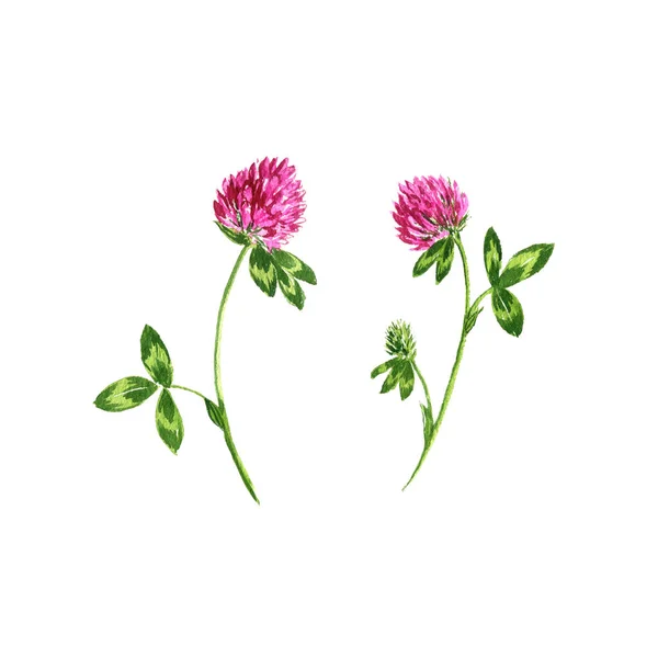 Watercolor drawing red clover — Stock Photo, Image
