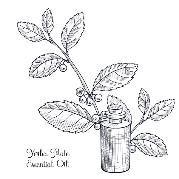 Vector drawing yerba mate essential oil — Stock Vector
