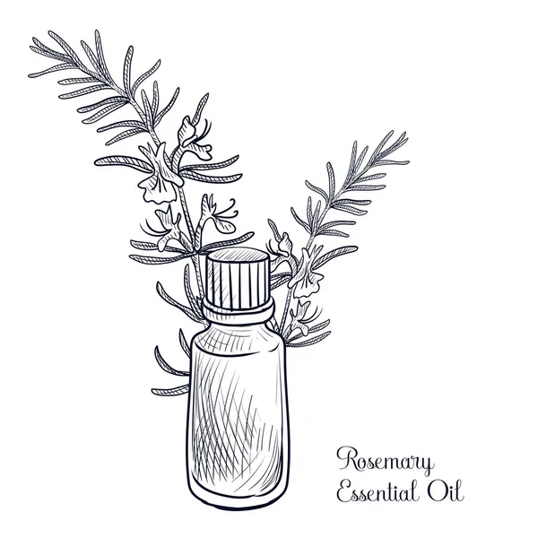 Dessin vectoriel huile essentielle de romarin — Image vectorielle