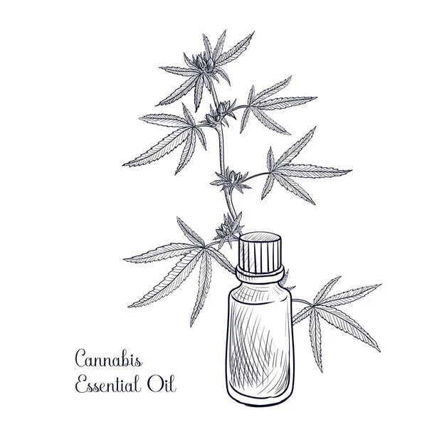 Vector de dibujo aceite esencial de cannabis — Vector de stock