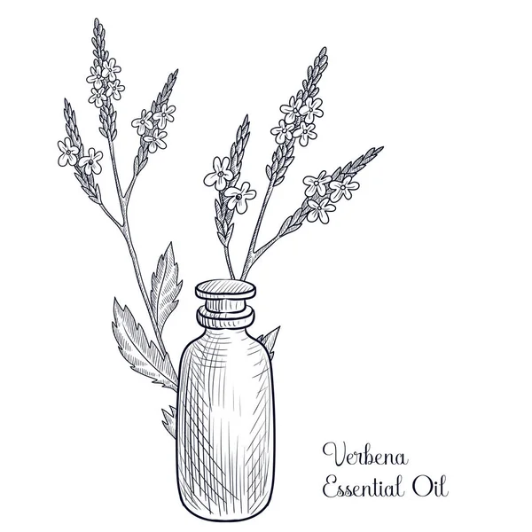 Vector drawing verbena essential oil — Stock Vector