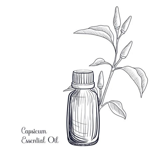 Vetor desenho capsicum óleo essencial — Vetor de Stock