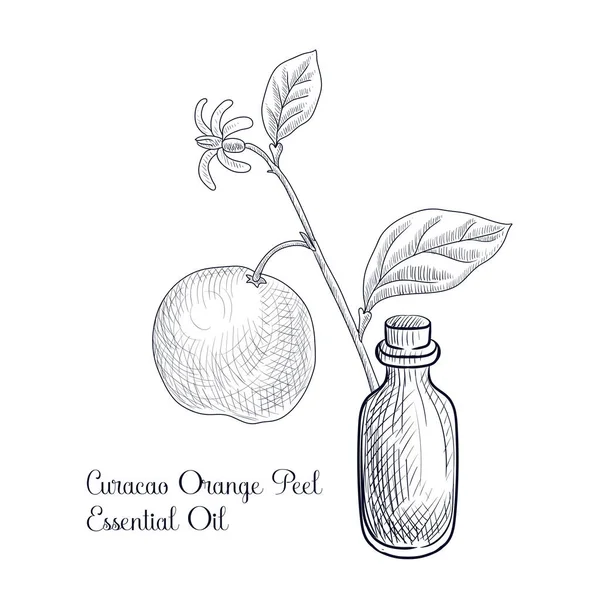 Wektor rysunek curacao pomarańczowy skórka olejek eteryczny — Wektor stockowy