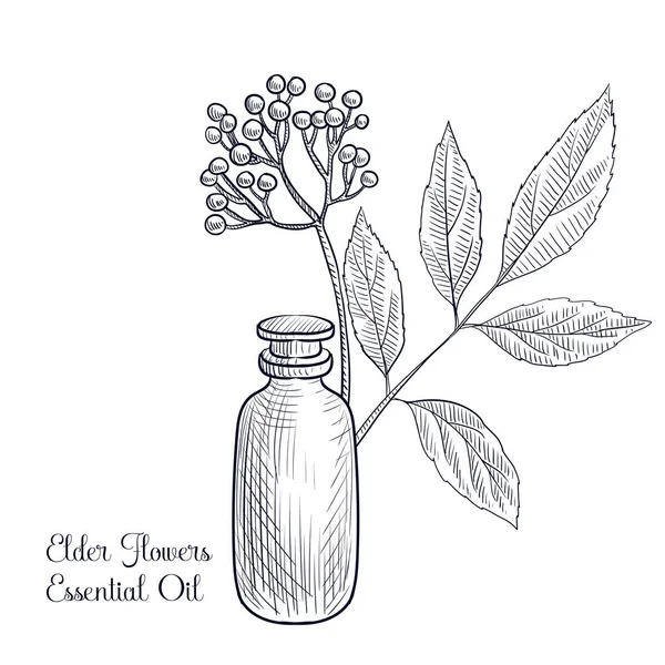 Wektor rysunek bzu kwiaty olejek eteryczny — Wektor stockowy