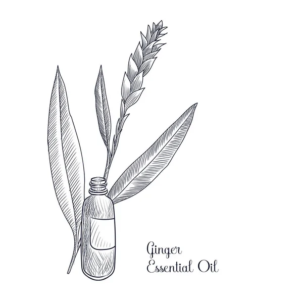 Vector dibujo jengibre aceite esencial — Archivo Imágenes Vectoriales
