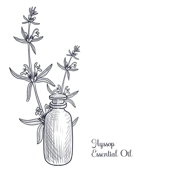 Dessin vectoriel hysope huile essentielle — Image vectorielle