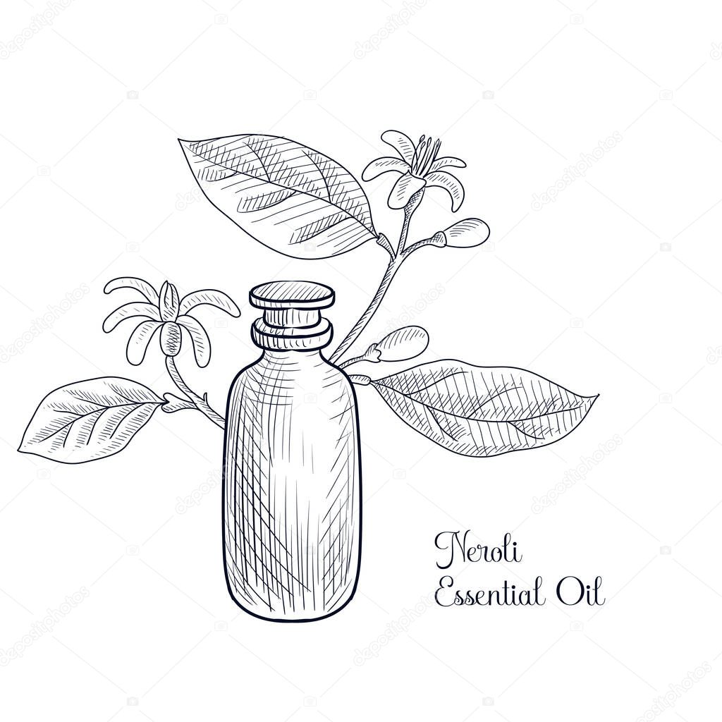vector drawing neroli essential oil